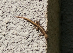 Cnemaspis mysoriensis