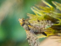 Campiglossa sororcula