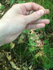 Carex brunnescens sphaerostachya