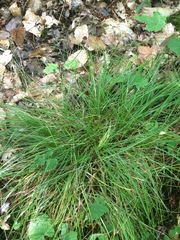 Carex brunnescens sphaerostachya