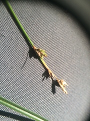 Carex brunnescens sphaerostachya