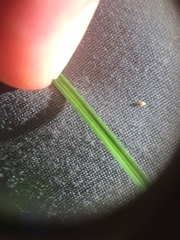 Carex brunnescens sphaerostachya