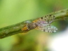 Campiglossa sororcula