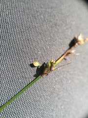 Carex brunnescens sphaerostachya