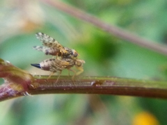 Campiglossa sororcula