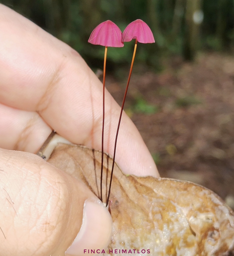 Marasmius haematocephalus · December 2020 · photo: © heimatlos (iNaturalist, cc0)