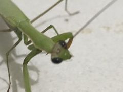 Mantis religiosa
