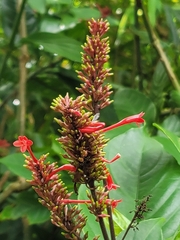 Odontonema cuspidatum