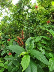 Odontonema cuspidatum
