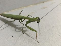 Mantis religiosa