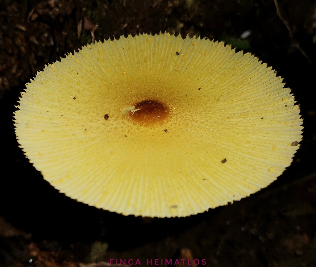 Leucocoprinus brunneoluteus · December 2020 · photo: © heimatlos (iNaturalist, cc0)
