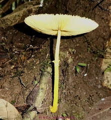 Leucocoprinus brunneoluteus