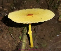 Leucocoprinus brunneoluteus