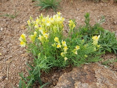 Linaria buriatica