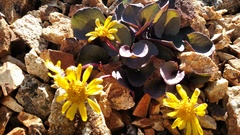 Senecio soldanella