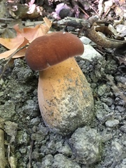 Xanthoconium purpureum