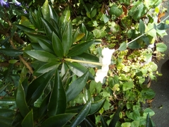 Brunfelsia americana