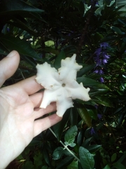 Brunfelsia americana