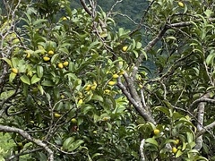 Diospyros sandwicensis