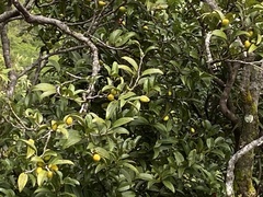 Diospyros sandwicensis