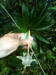Brunfelsia americana