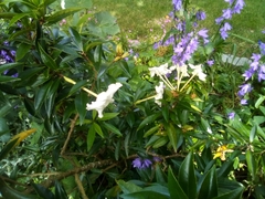 Brunfelsia americana