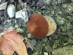 Xanthoconium purpureum