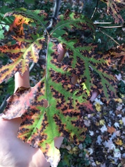 Xylella fastidiosa