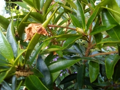 Brunfelsia americana