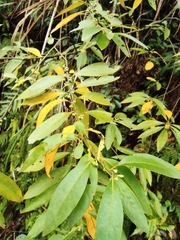 Litsea cubeba