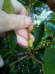 Brunfelsia americana