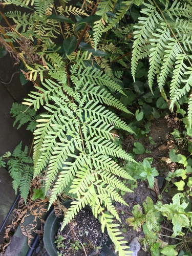 Pteris tremula