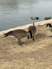 Branta canadensis