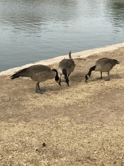 Branta canadensis