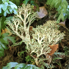 Bunodophoron australe