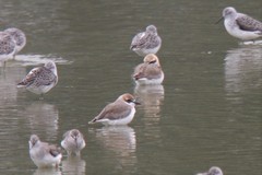Charadrius leschenaultii