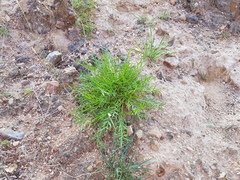 Oxytropis squammulosa