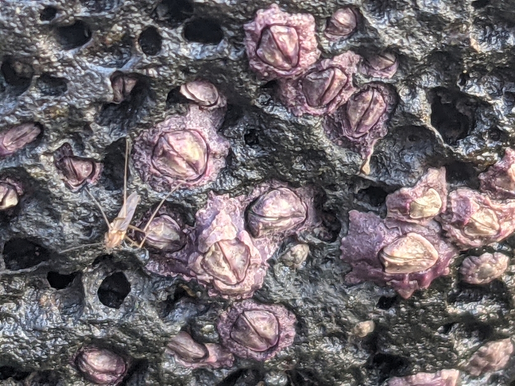Purple Rock Barnacle