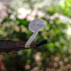 Marasmiellus volvatus