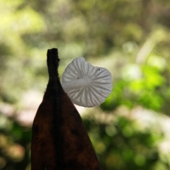 Marasmiellus volvatus