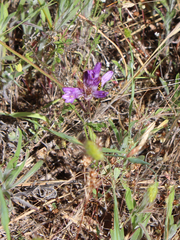 Dichelostemma
