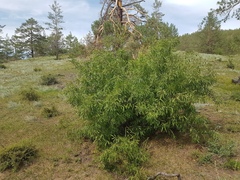 Rhamnus erythroxylum