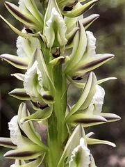 Prasophyllum brownii