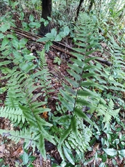 Microlepia marginata