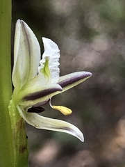 Prasophyllum brownii