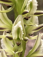 Prasophyllum brownii