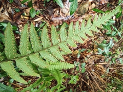 Microlepia marginata