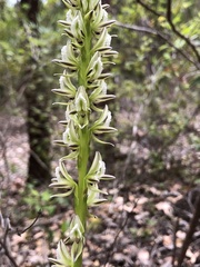 Prasophyllum brownii