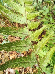 Microlepia marginata