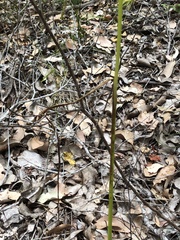 Prasophyllum brownii